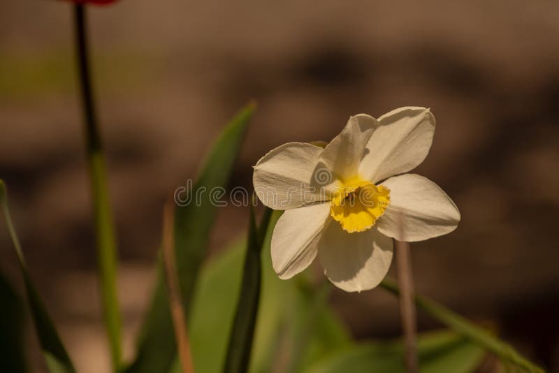 Daffodil Flowers in the Field. Daffodil Flower. Spring, Spring Flowers