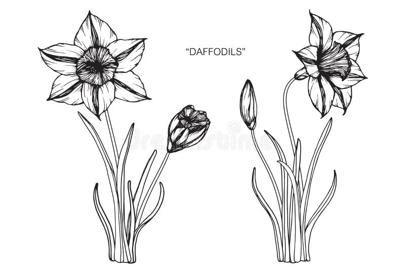 Daffodil Line Drawing Stock Illustrations – 1,244 Daffodil Line Drawing ...