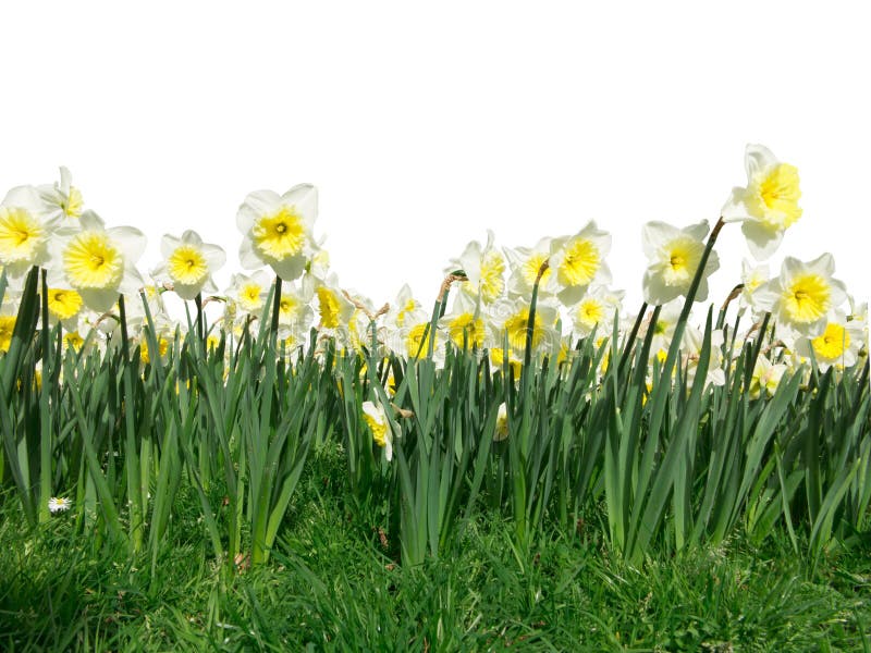 Foreground Daffodil flowers