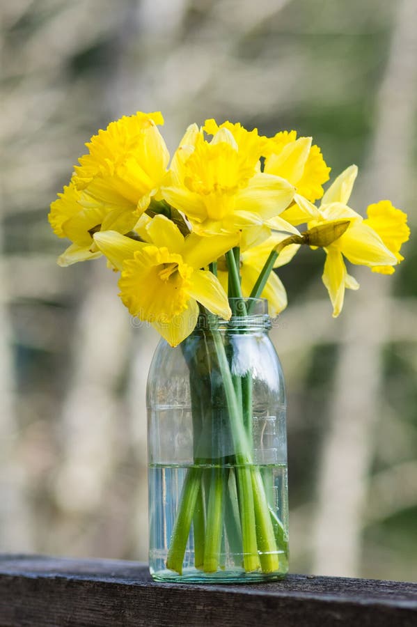 Daffodil flowers in a jar stock image. Image of daffodils 41008699