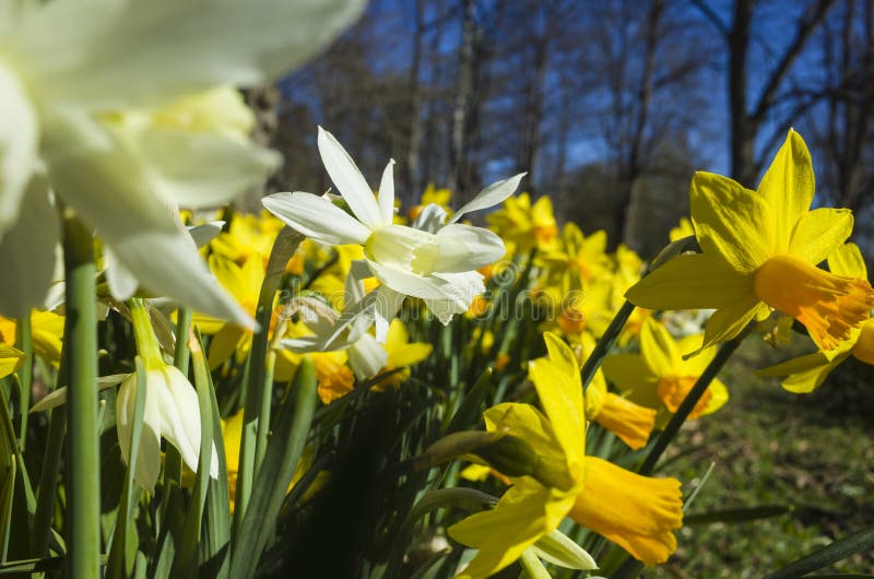 Daffodil flowers yellow and white in spring, soft focus close up, in Djakneberget park in Vasteras, Sweden photo