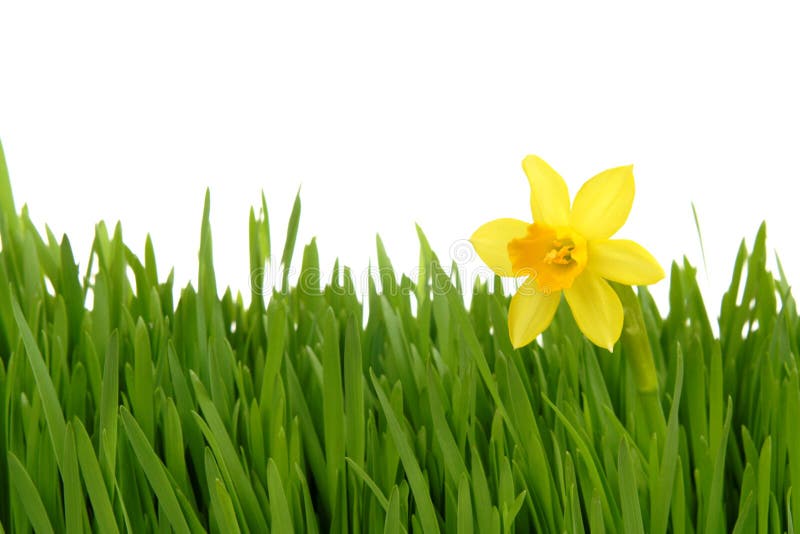 Daffodil in the Green Grass Stock Photo Image of flower, season 13180212