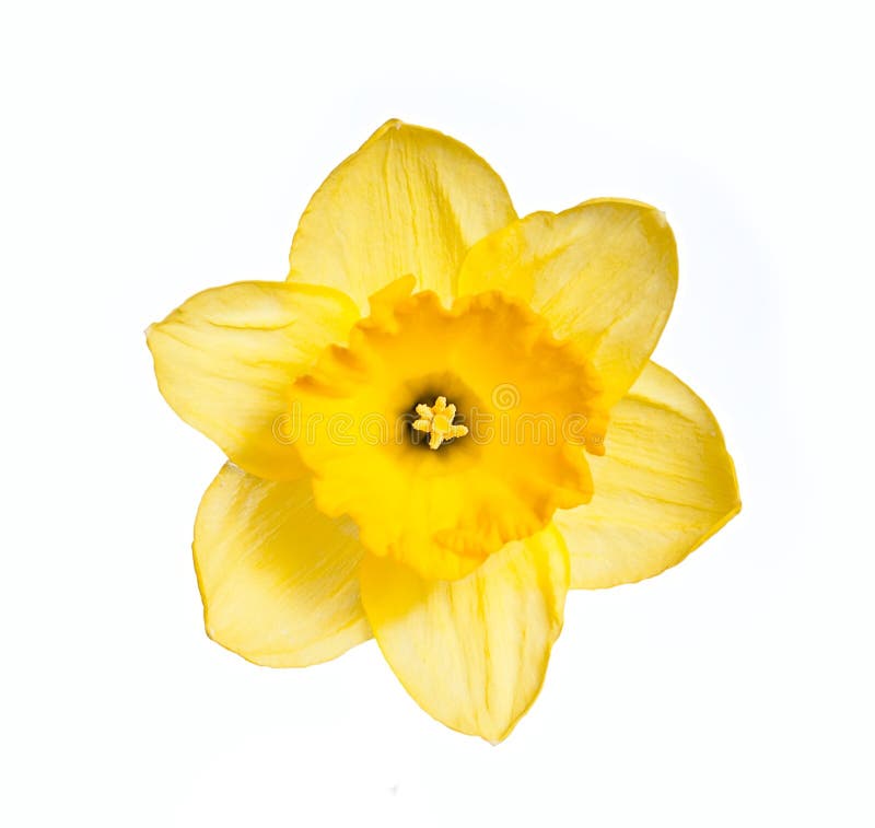 Daffodil head stock photo. Image of spring, botany, yellow 29710944