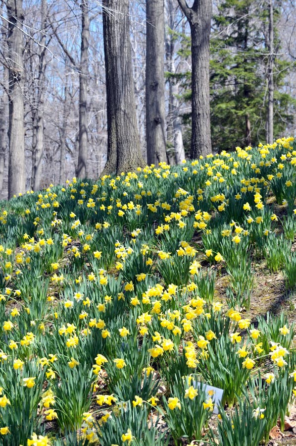 Daffodil HIll stock photo. Image of tree, warm, stem 40149818
