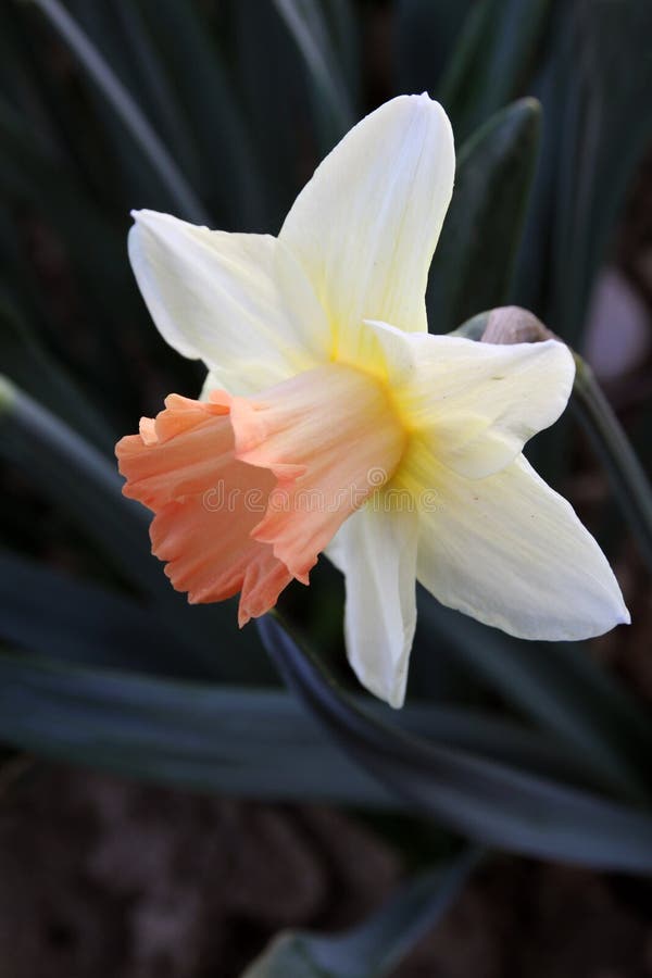Daffodil kwiat obrazy royalty free Daffodil kwiat obrazy royalty free