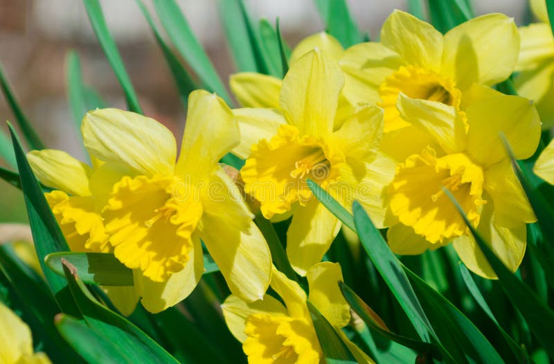 Daffodil flower or narcissus bouquet isolated on white background. Daffodil flower or narcissus bouquet isolated on white background