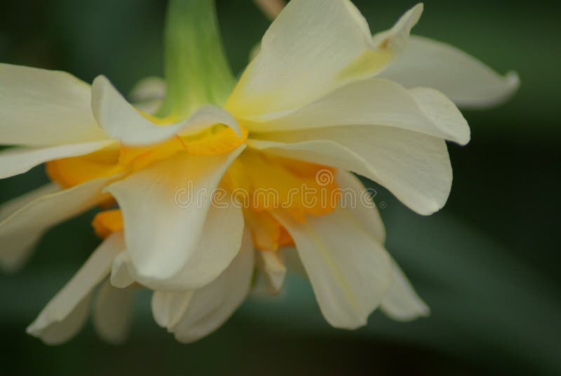 Kwiat daffodil w wiosennym kwitnieniu