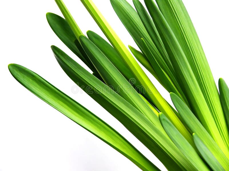 Daffodil leaves stock image. Image of color, april, leaves 4085423