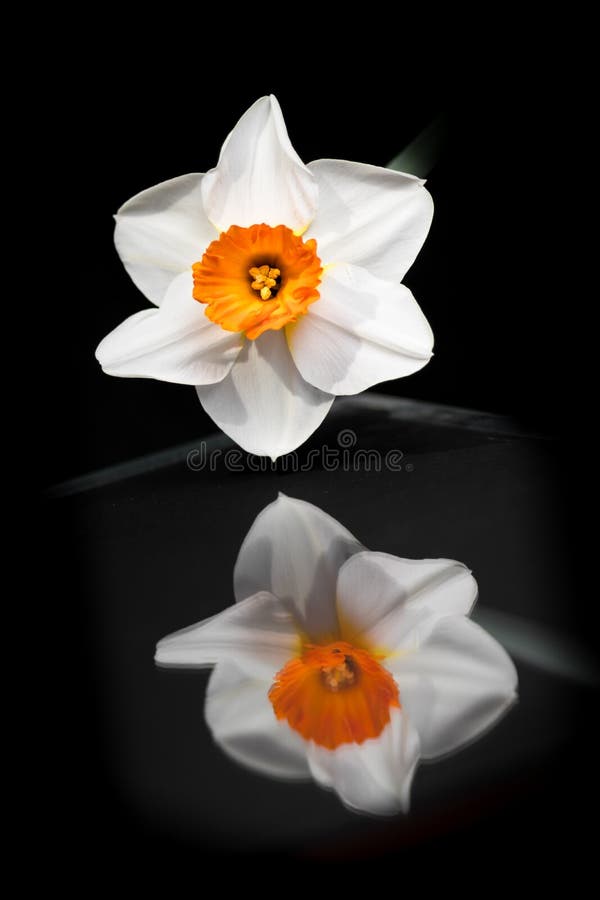 A Daffodil Narcissus Flowers in Bloom. Selective Focus Stock Image