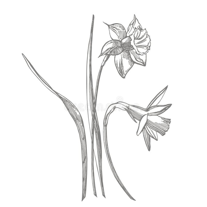 Daffodil or Narcissus Flower Drawings. Collection of Hand Drawn Black ...