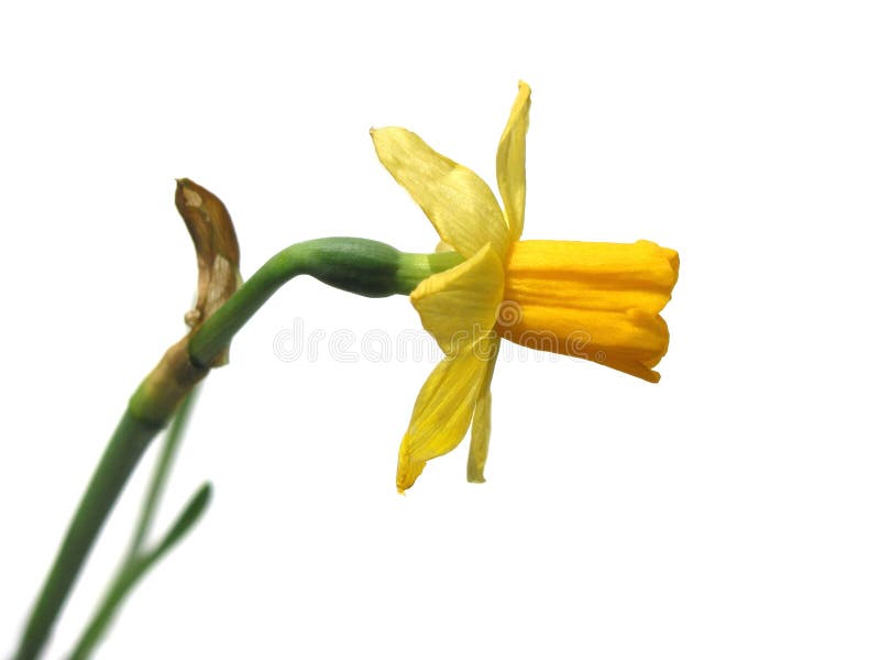 Single daffodil flower on white background. Single daffodil flower on white background