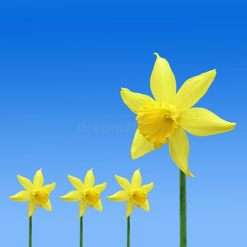 Daffodil pattern