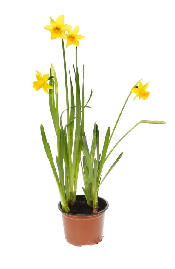 Daffodil plant stock image. Image of floral, leaf, bloom 38407689
