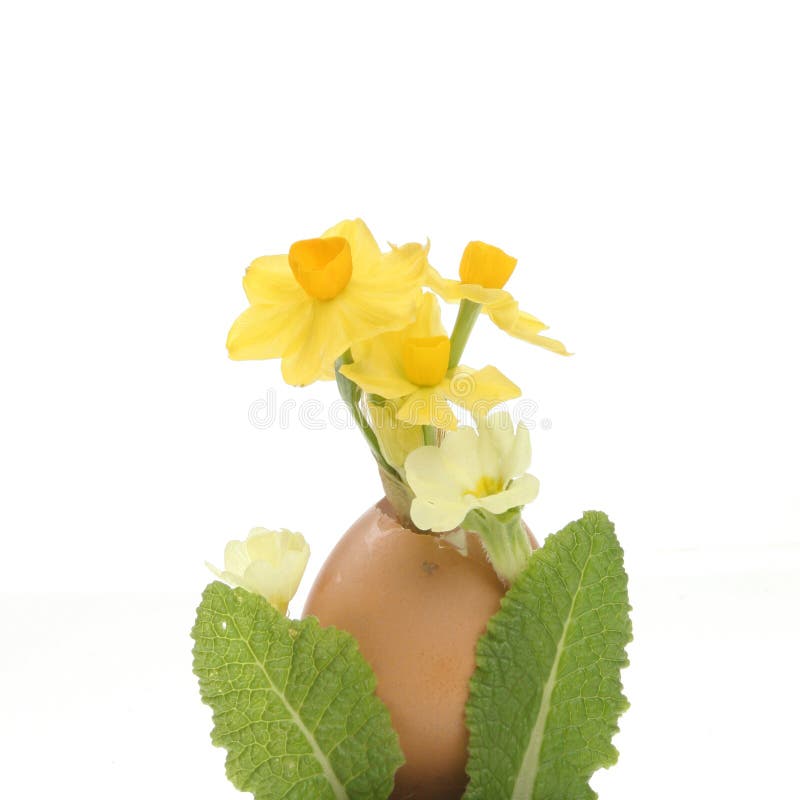 Daffodil and primrose flowers in an egg