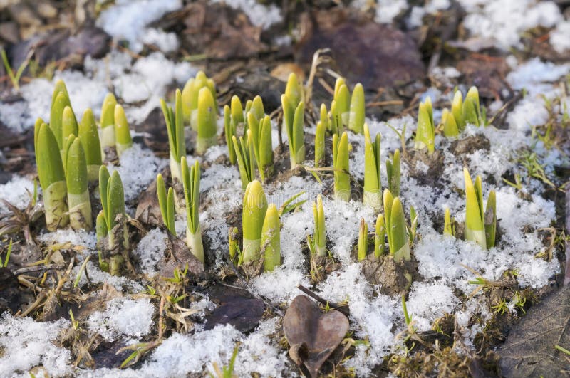 Daffodil shoots in snow stock image. Image of macro, detail 53090719