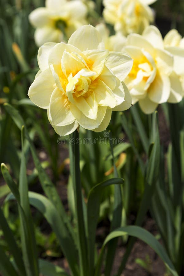 Daffodil Soft Shades Yellow Stock Photos Free & RoyaltyFree Stock