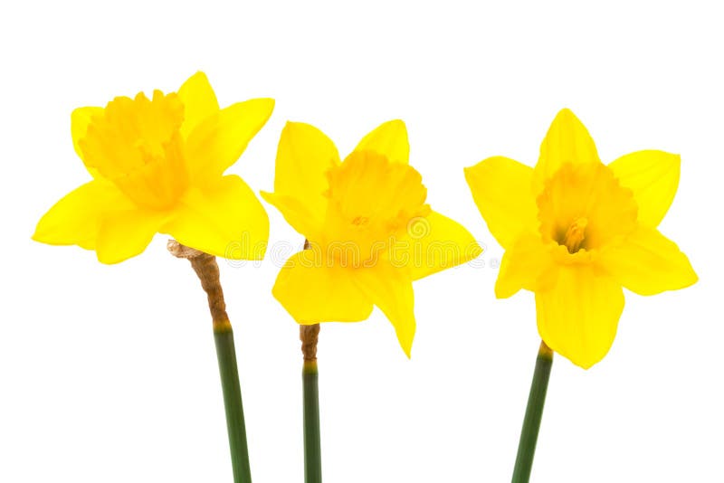 Three freshness daffodil on a white background. Three freshness daffodil on a white background