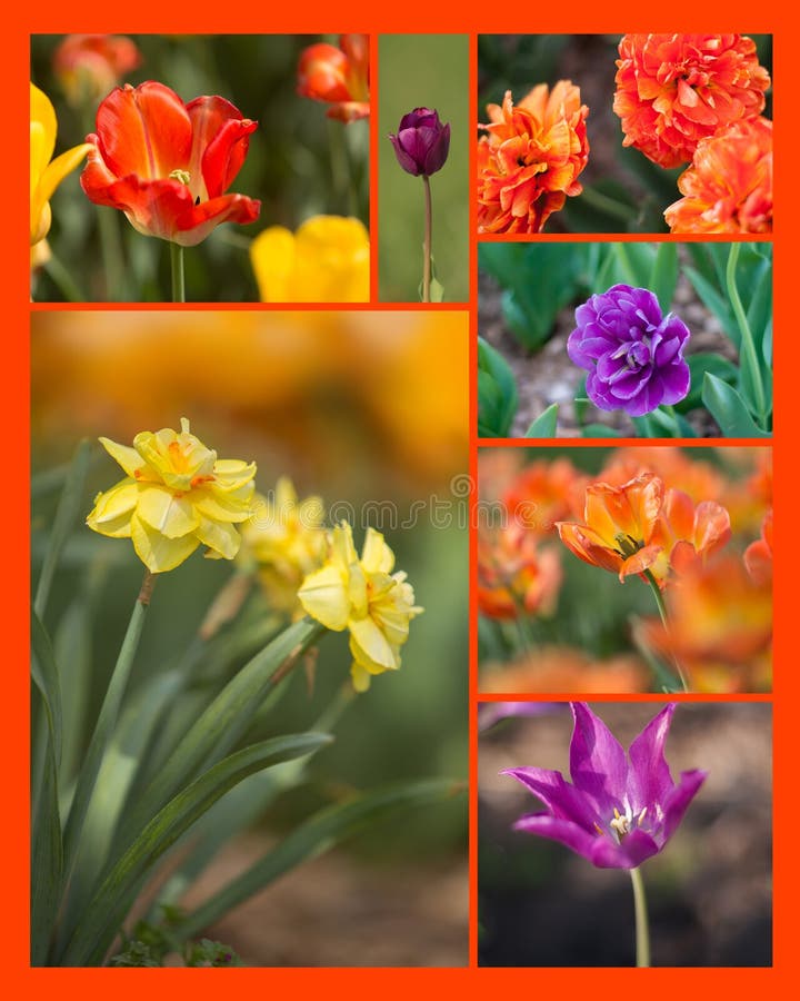 Daffodil and Tulip collage