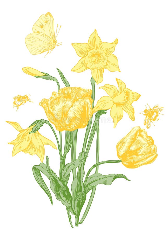 Daffodil and tulips stock vector. Illustration of botanical 143085888