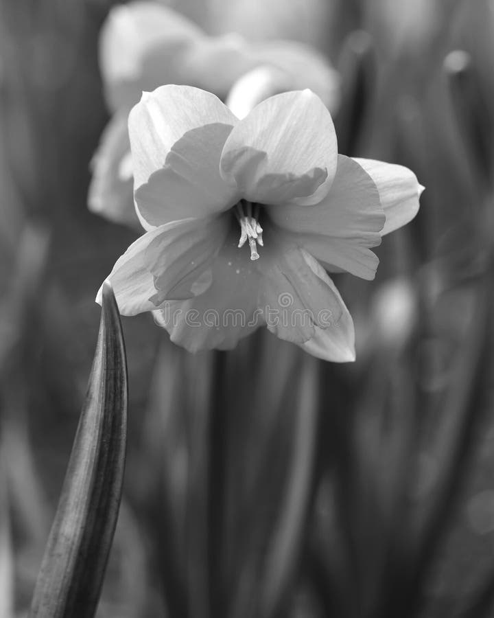 Black and White Daffodil stock photo. Image of daffodil 29361654