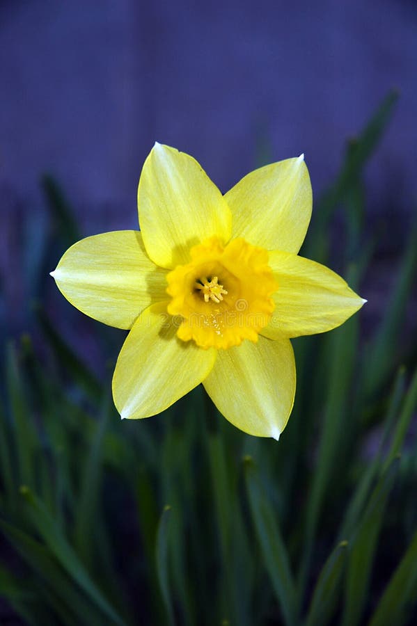 Daffodilyellow flower stock photo. Image of nature, daffodil 270274