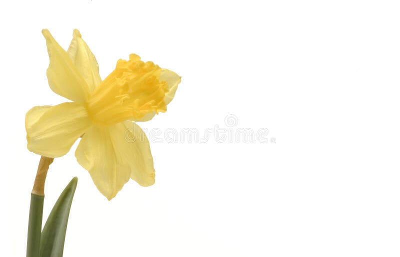 Daffodill royalty free stock photo