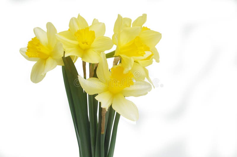 Daffodils