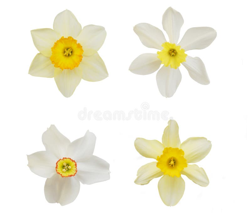 Daffodils