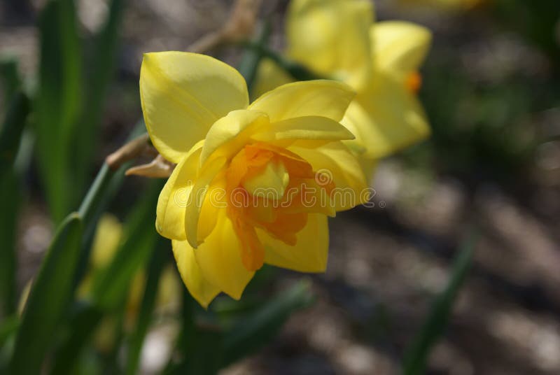 Daffodil stock image. Image of lily, floral, daffadowndillies 175096245