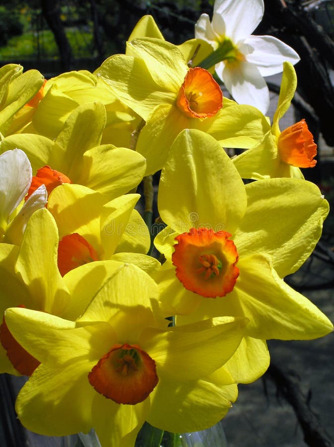 Daffodils 3