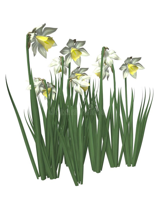 Daffodils