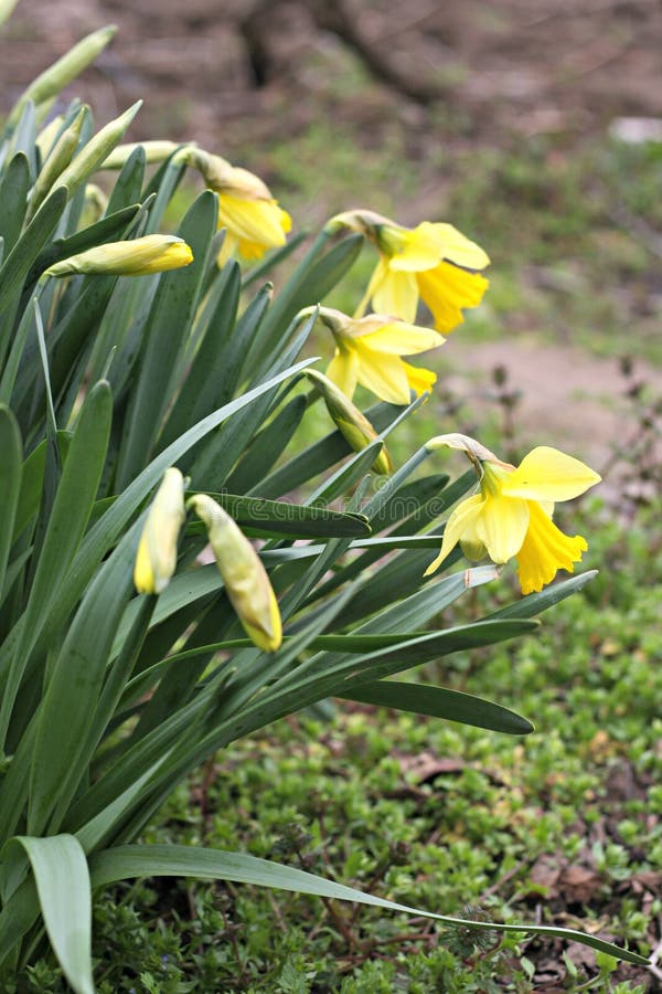  daffodils stock foto's