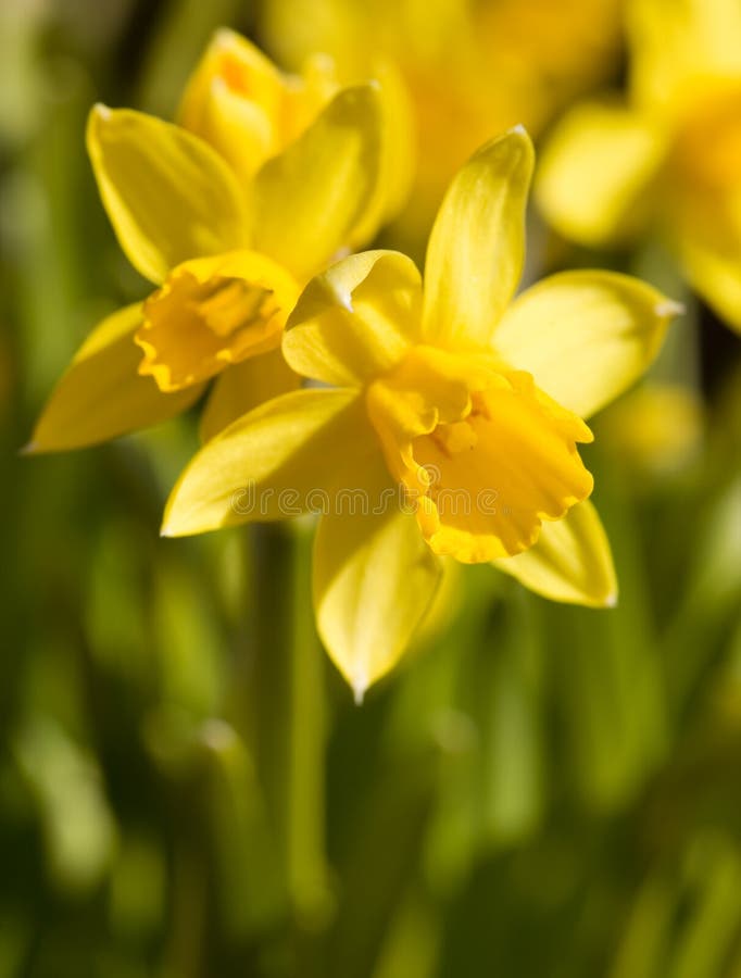 daffodils стоковое изображение