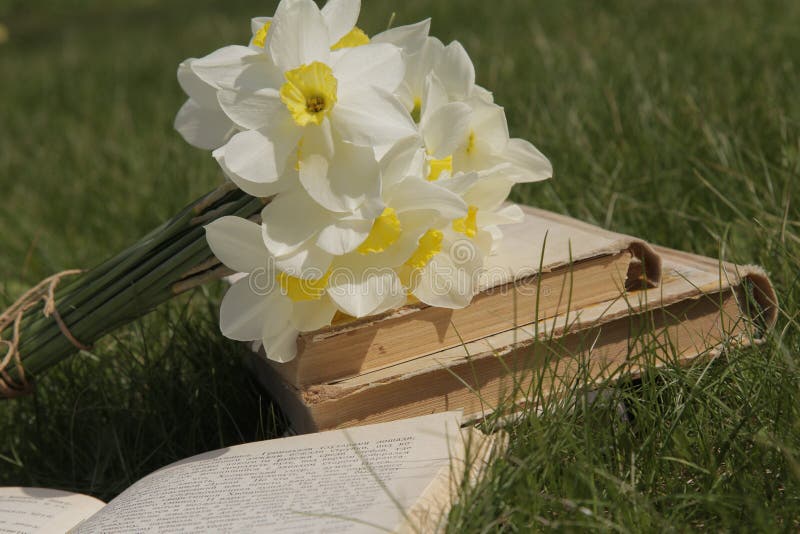 Daffodils and a book on the grass stock images Daffodils and a book on the grass stock images