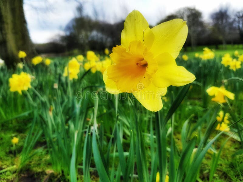 Daffodils stock image. Image of daffodils, dublin, ireland 70260585