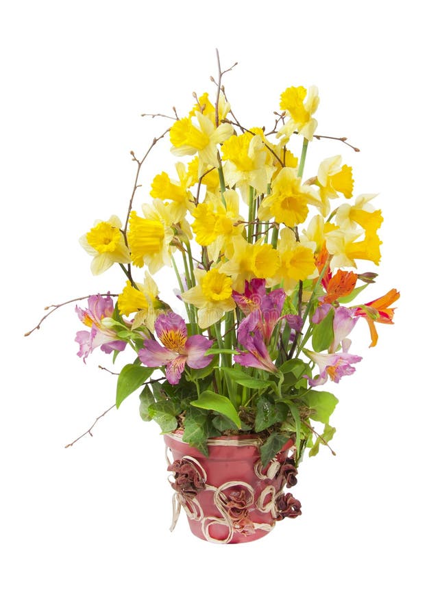 The daffodils in a ceramic pot