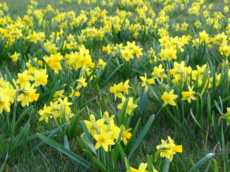 Daffodils stock image. Image of grass, early, spring - 169496895