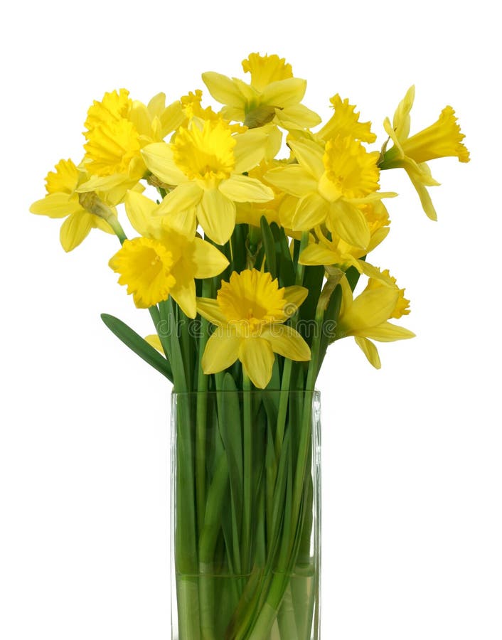 Daffodils em um vaso - isolado foto de stock Daffodils em um vaso - isolado foto de stock