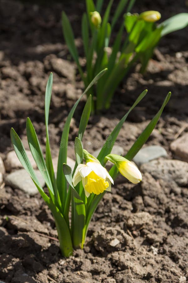 Daffodils on a flower bed stock image. Image of gardening 91090435