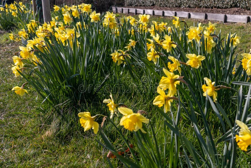 Daffodils in a flower bed stock photo. Image of daffodil 244724800