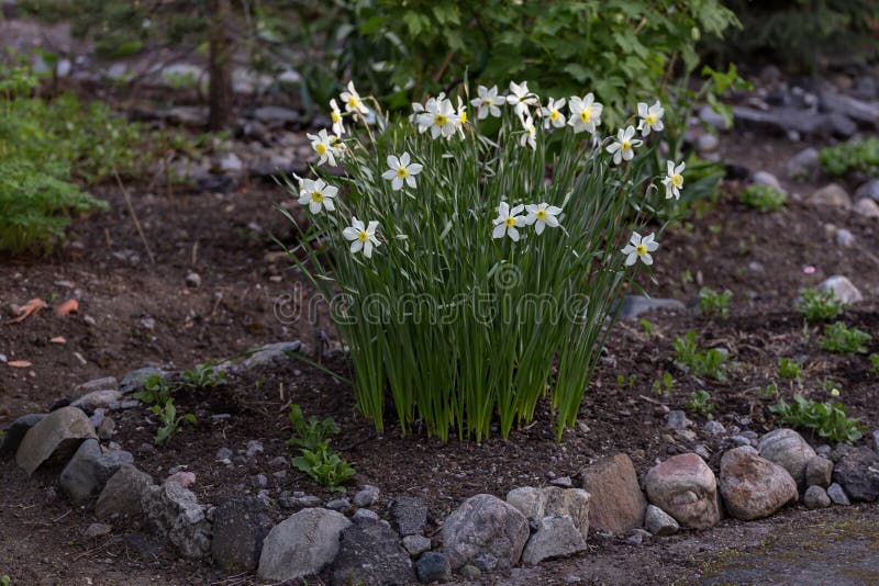 Daffodils in the Flower Bed Stock Image Image of nature, stems 247824663