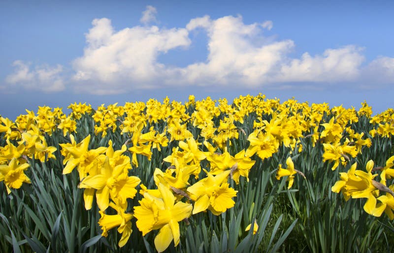 Primavera narcisos flores corazón de amor nubes.