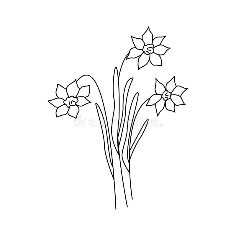 Daffodils Flowers. Narcissus. Vector Doodle Isolated Black and White