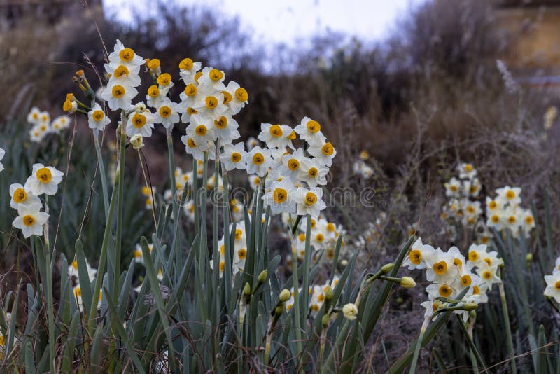 Daffodils Growing in the Wild on the Mountain Stock Image Image of ornamental, flower 240492619