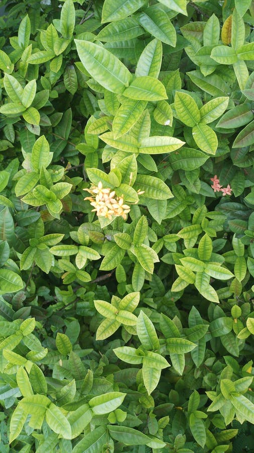 Daffodils Growing in the Yard Stock Photo Image of herb, yard 267728214