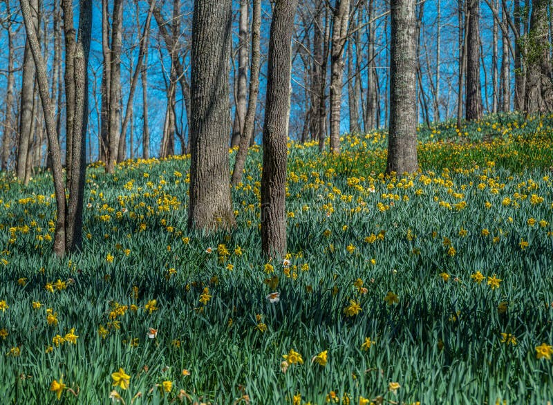 Daffodils on a hill stock photo. Image of branches, growing 170741312
