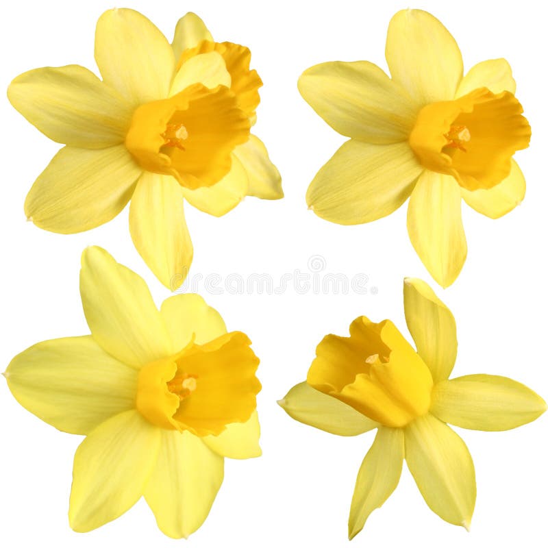 Daffodils isolated