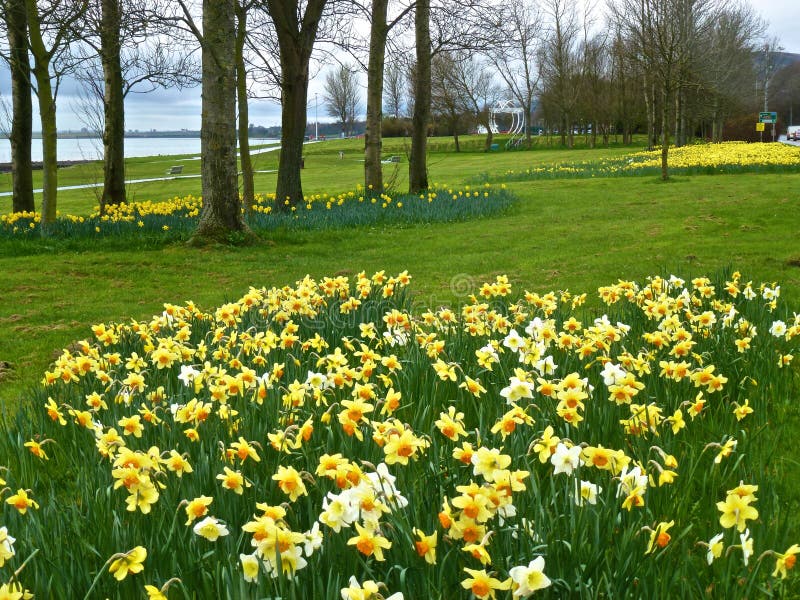 Daffodils, by Lough Shore. stock photo. Image of river 39274114
