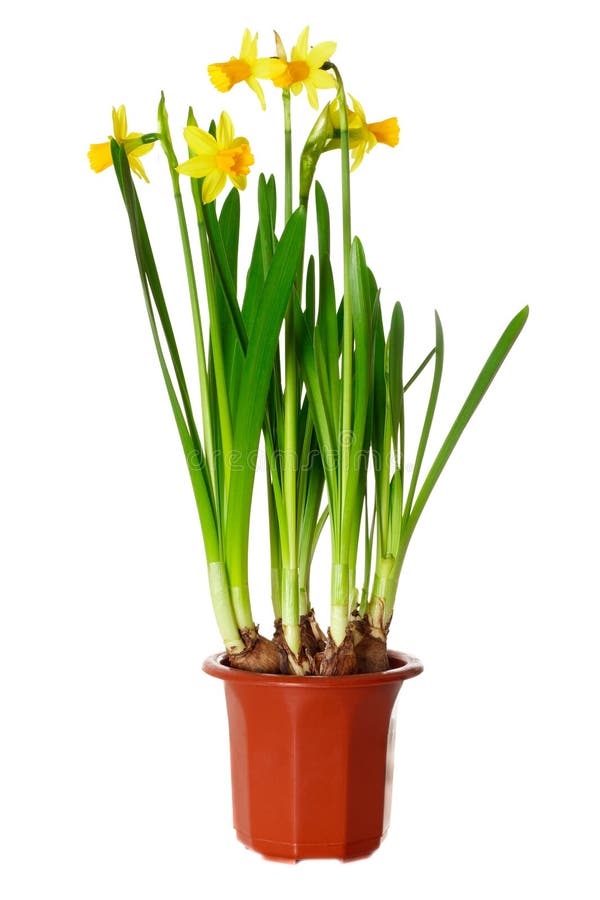 Daffodils in pot stock image. Image of narcissus, greens - 23410115