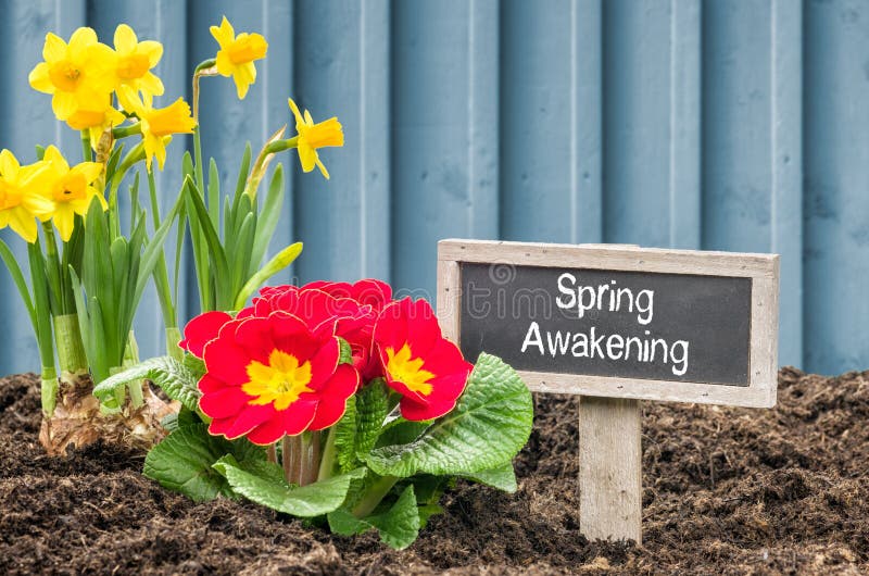 Daffodils and primroses with the sign Spring Awakening royalty free stock photography